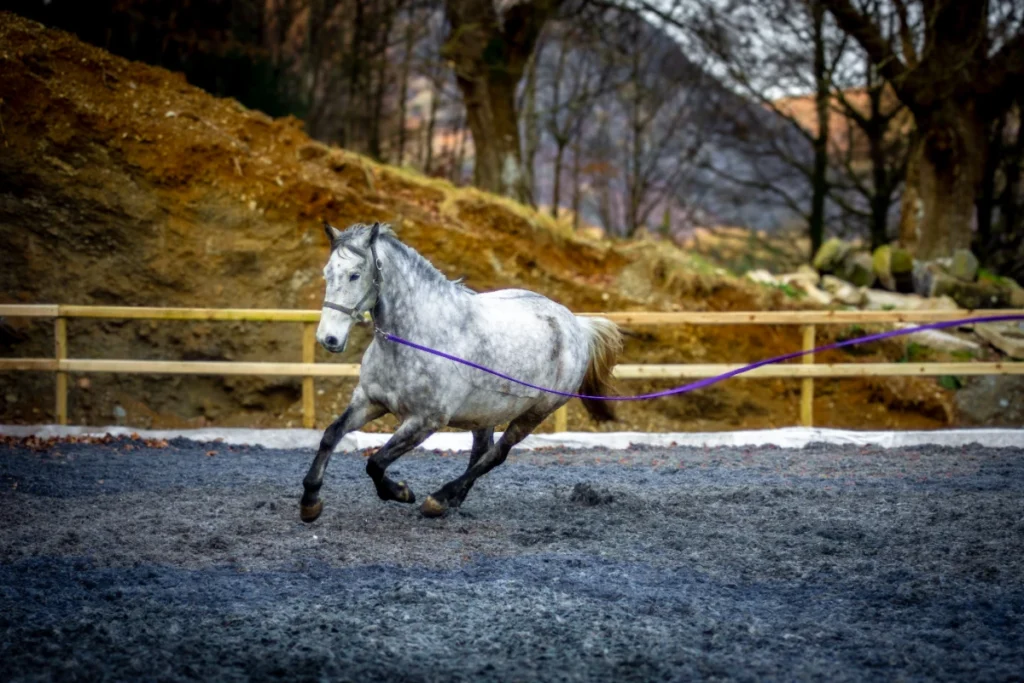 EQUESTRIAN ARENA SURFACES